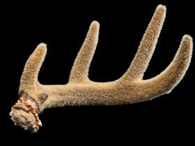 antlers